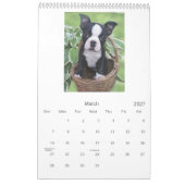 Boston Babies Kalender (Mar 2027)