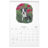 Boston Babies Kalender (Feb 2027)