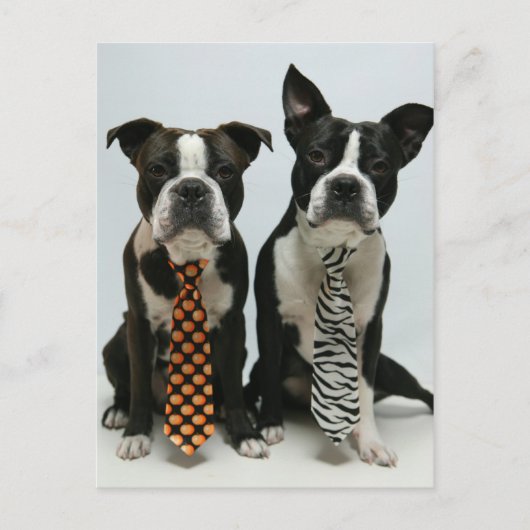 Boston Broers Briefkaarten (Voorkant)