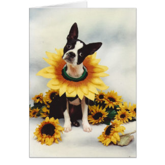 Boston Bull Terrier Dog