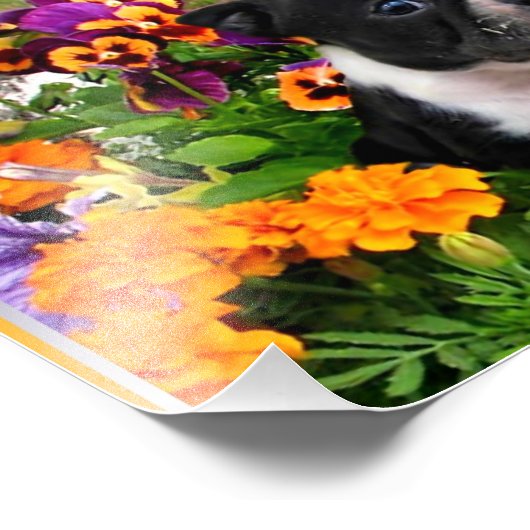 Boston dooder foto afdruk (Hoek)