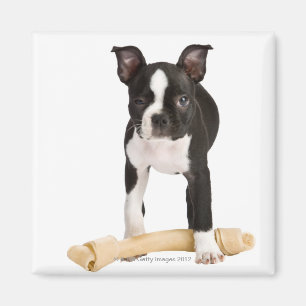 Boston doodsbange beschermer twisty bone magneet