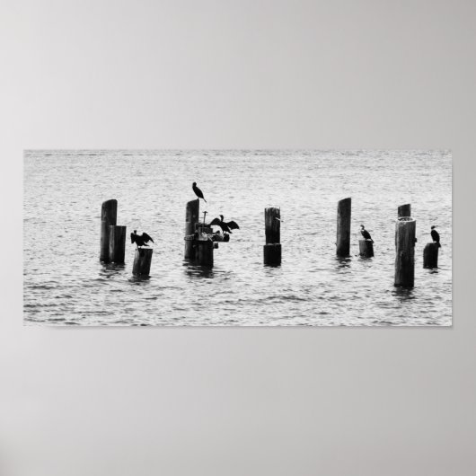 Boston Harbour Birds Poster (Voorkant)