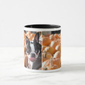 Boston in Pumpkin Patch Mok (Midden)
