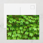 Boston Ivy Briefkaart (Voorkant / Achterkant)