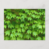 Boston Ivy Briefkaart (Voorkant)
