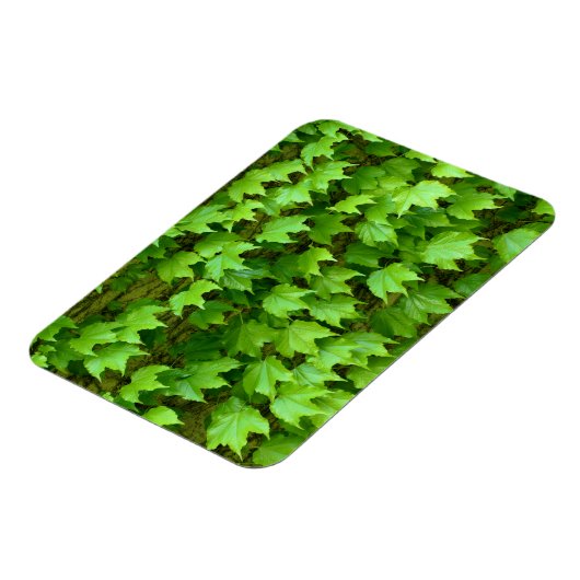 Boston Ivy Magneet (Linkerzijde)