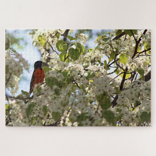 Boston Oriole Legpuzzel (Horizontaal)