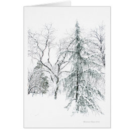 Boston Public Garden