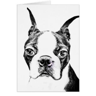 Boston Terrier