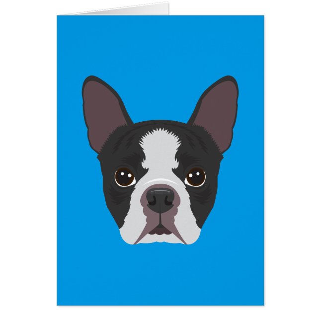 Boston Terrier (Voorkant)
