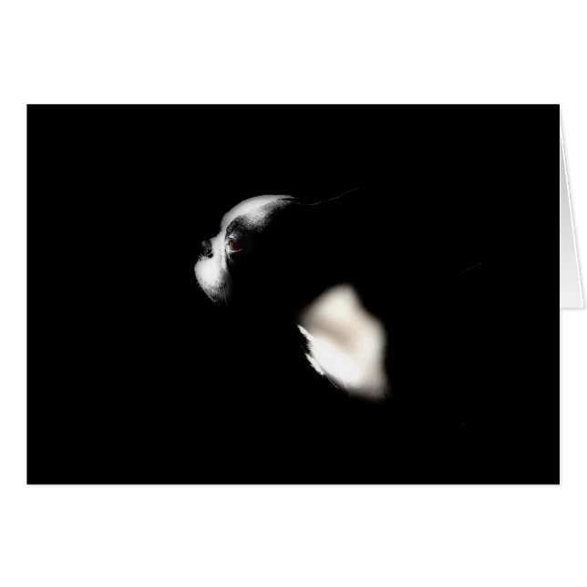 Boston Terrier (Voorkant Horizontaal)