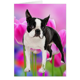 Boston Terrier