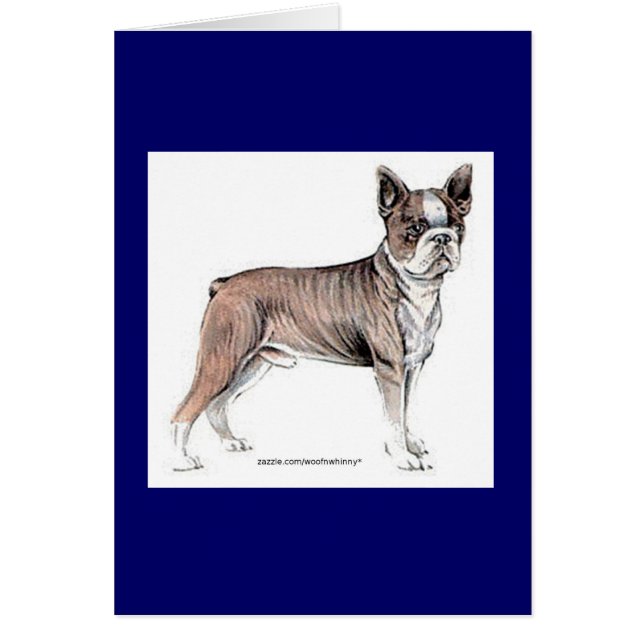 Boston Terrier (Voorkant)