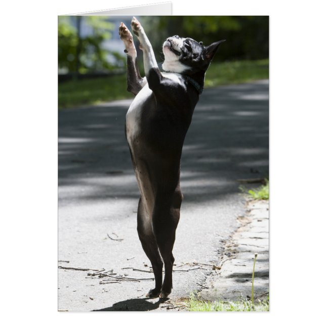 Boston Terrier 2 (Voorkant)