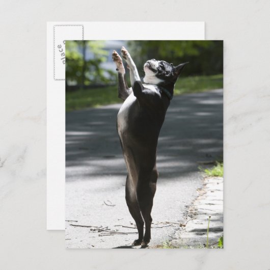 Boston Terrier 2 Briefkaart (Voorkant / Achterkant)
