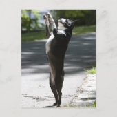 Boston Terrier 2 Briefkaart (Voorkant)