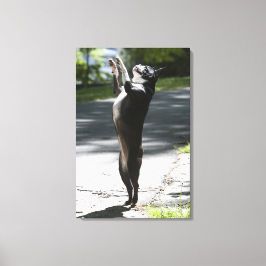 Boston Terrier 2 Canvas Afdruk (Voorkant)