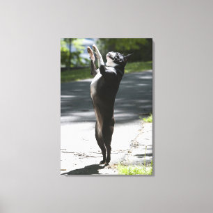 Boston Terrier 2 Canvas Afdruk