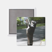 Boston Terrier 2 Magneet (Voorkant / Achterkant)