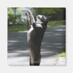 Boston Terrier 2 Magneet