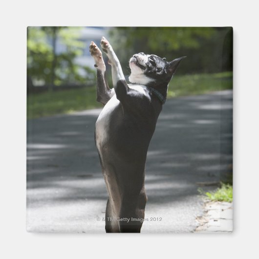 Boston Terrier 2 Magneet (Voorkant)
