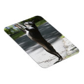Boston Terrier 2 Magneet (Rechterzijde)
