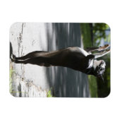 Boston Terrier 2 Magneet (Horizontaal)