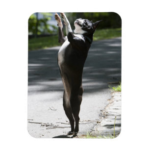 Boston Terrier 2 Magneet