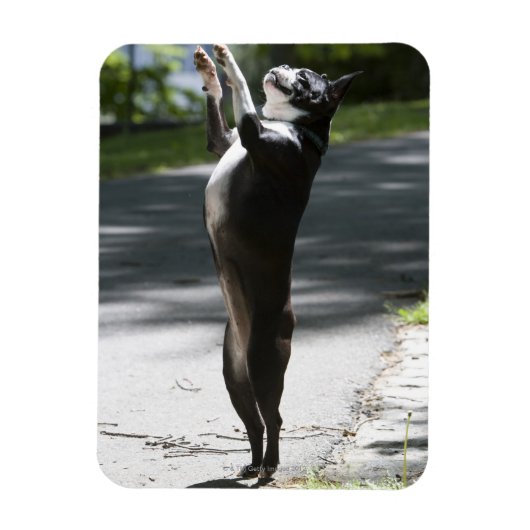 Boston Terrier 2 Magneet (Verticaal)