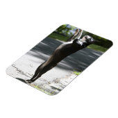 Boston Terrier 2 Magneet (Linkerzijde)