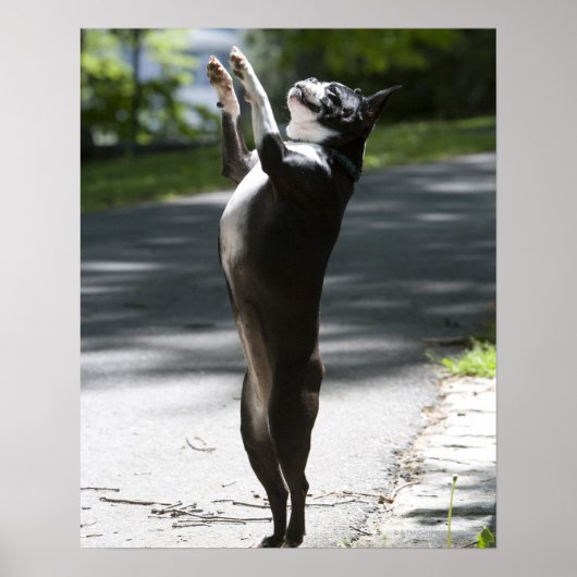 Boston Terrier 2 Poster (Voorkant)