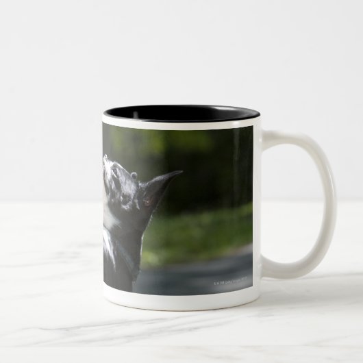 Boston Terrier 2 Tweekleurige Koffiemok (Rechts)
