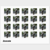 Boston Terrier 2 Vierkante Sticker (Vel)
