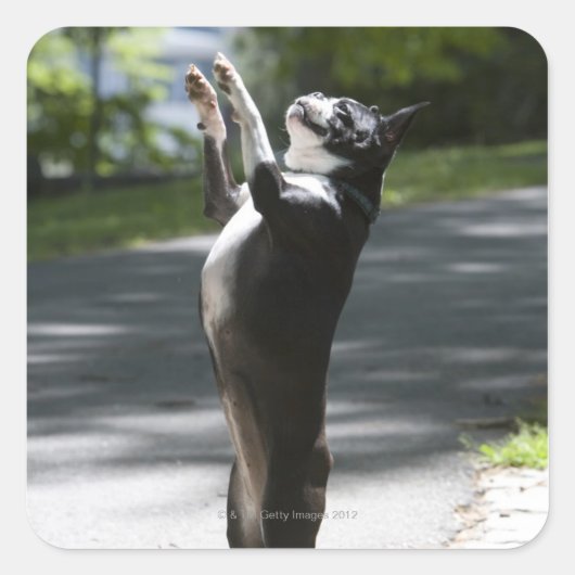 Boston Terrier 2 Vierkante Sticker (Voorkant)