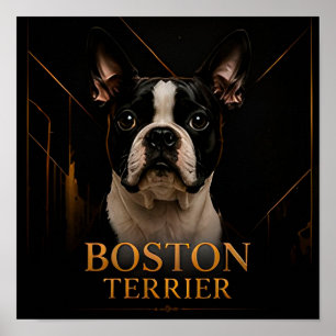 Boston Terrier American Classic Collectie Poster