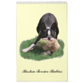 Boston Terrier Babies Kalender (Hoes)