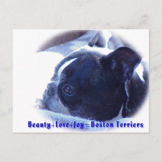 Boston Terrier:  Beauty, Love, Joy Briefkaart (Voorkant)