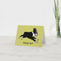 Boston Terrier bedankt ()
