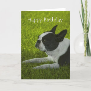 Boston Terrier Birthday Kaart
