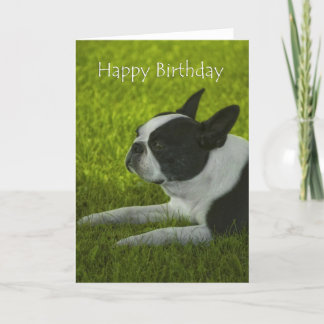 Boston Terrier Birthday Kaart