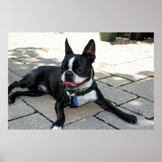 Boston Terrier Boston-5 Poster (Voorkant)