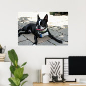 Boston Terrier Boston-5 Poster (Thuiskantoor)