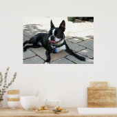 Boston Terrier Boston-5 Poster (Keuken)
