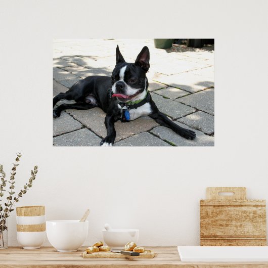 Boston Terrier Boston-5 Poster (Keuken)