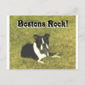 Boston Terrier:  Bostons Rock Briefkaart (Voorkant)