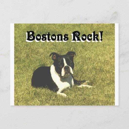 Boston Terrier:  Bostons Rock Briefkaart (Voorkant)