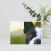 Boston Terrier Briefkaart (Staand voorkant)