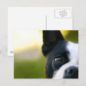 Boston Terrier Briefkaart (Voorkant / Achterkant)