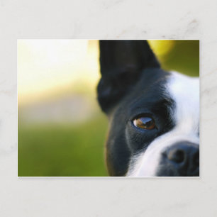 Boston Terrier Briefkaart